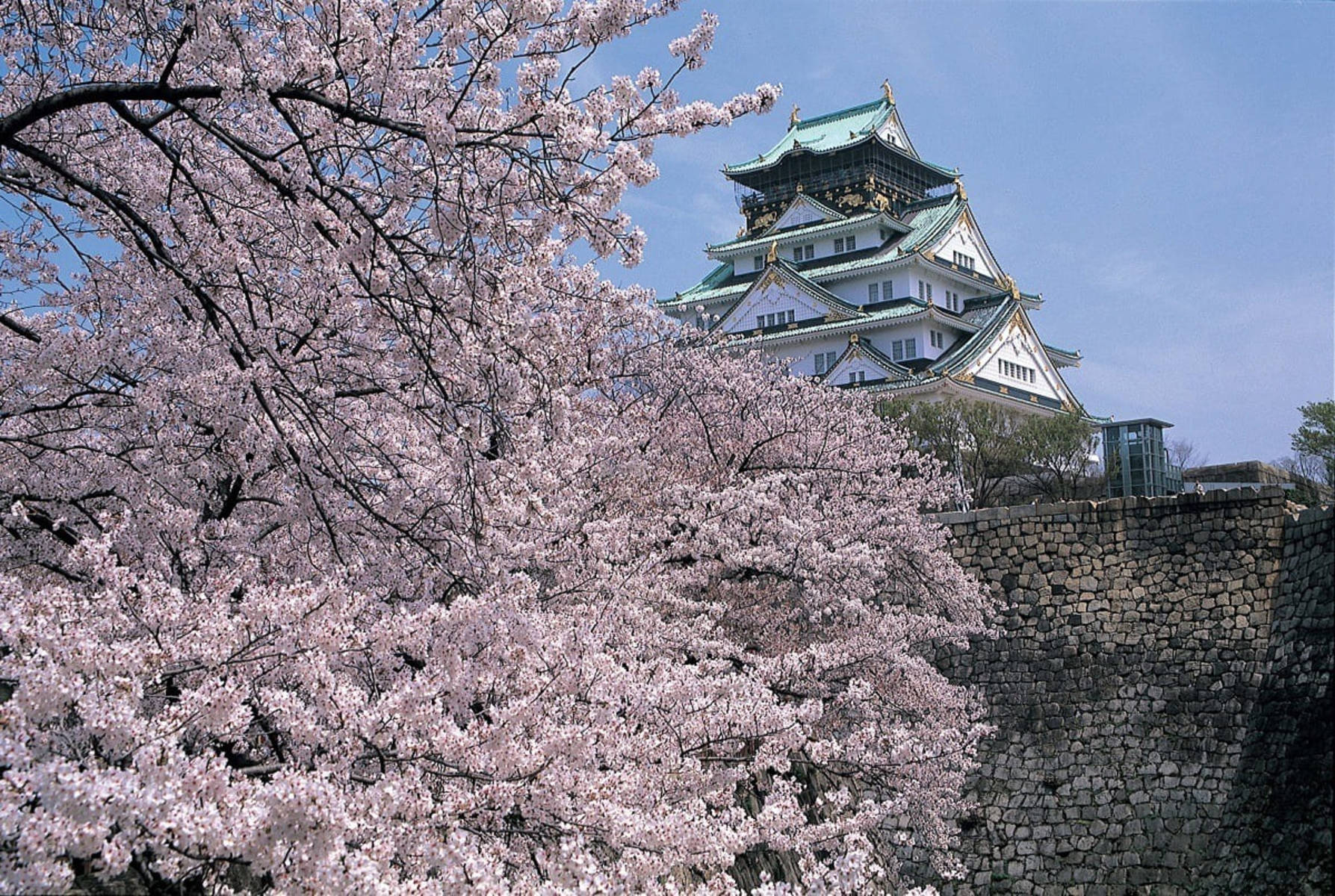 大阪城と満開の桜_